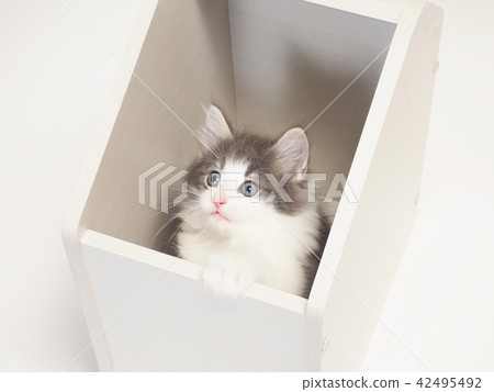 A kitten of Norway Jiang Forest Kuat in the box A kitten of Norway Jiang Forest Kuat in the box 42495492