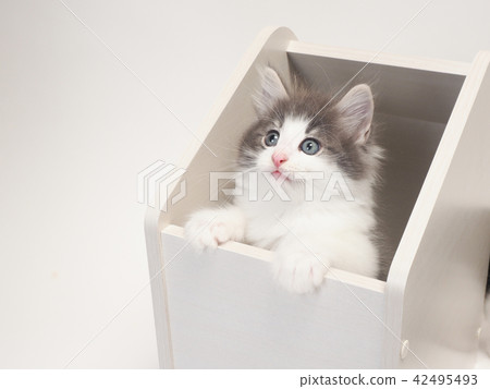A kitten of Norway Jiang Forest Kuat in the box 42495493
