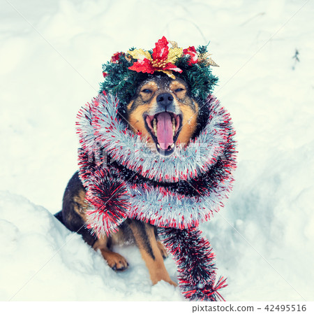 dog entangled in colorful tinsel 42495516