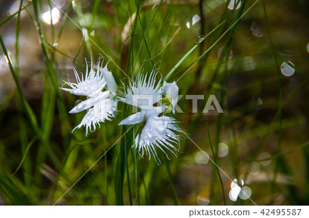 Sagisou (a heron) 42495587