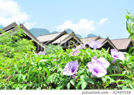 Lao flower flowers 42495598