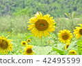 Laos Sunflower 42495599