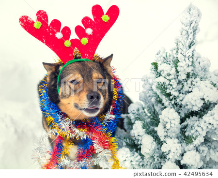 Portrait of a dog wearing deer horn 42495634