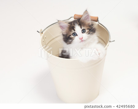 一隻小貓挪威江森Kuat誰進了一桶 42495680