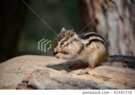 Chipmunk Chipmunk 42495729