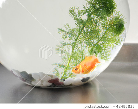 Goldfish in a fish bowl Goldfish in a fish bowl 42495835
