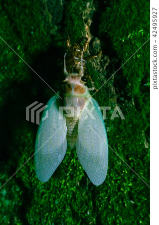 蟬滅了蟬 42495927