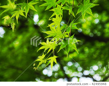Natural material (fresh green image of maple) 42495948