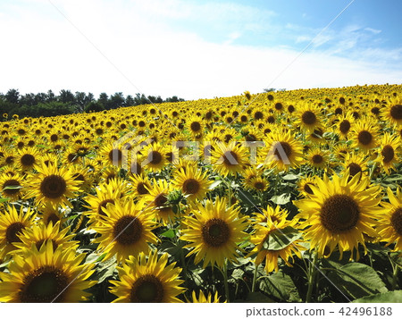 Sunflower 42496188