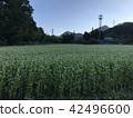 [群馬縣]蕎麥花園 42496600