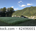 [群馬縣]蕎麥花園 42496601