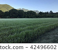 [群馬縣]蕎麥花園 42496602
