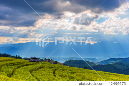 the terraced golden rice field with sky. 42496673