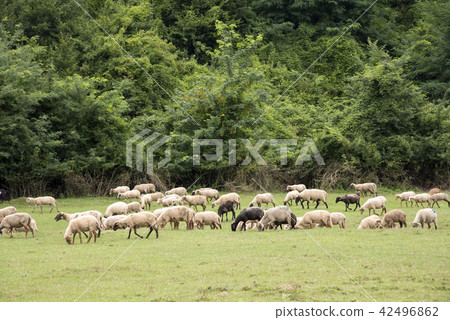 Flock of sheep in the Romanian countryside 42496862