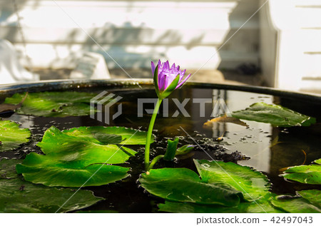 Emerald Temple lotus flower 42497043