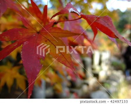 紅楓 42497133