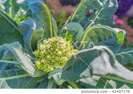 green roman cauliflower growing on the ground. 42497176