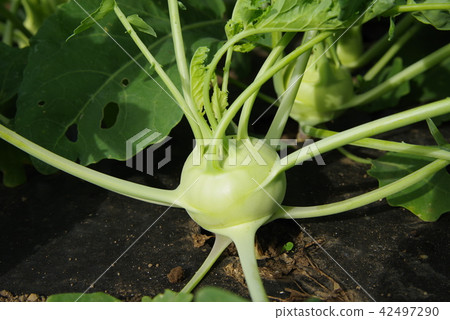 該領域的Ko藍 42497290