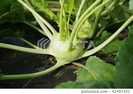 該領域的Ko藍 該領域的Ko藍 42497291