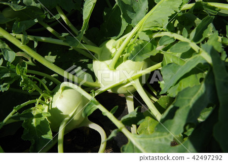 該領域的Ko藍 該領域的Ko藍 42497292