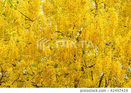 golden shower flower trees day time. 42497419