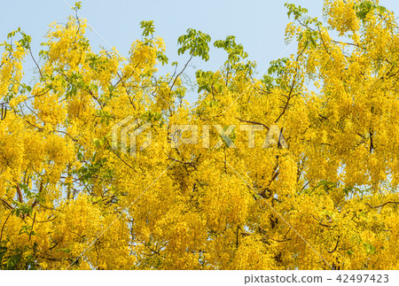 golden shower flower trees day time. 42497423
