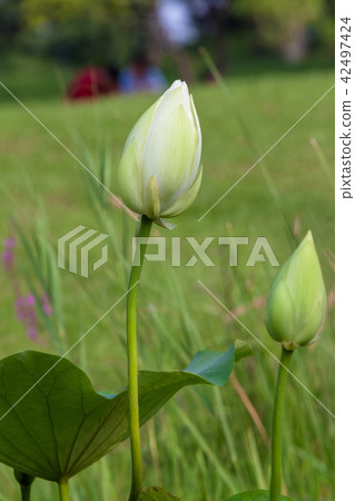 lotus, Lotus, summer 42497424