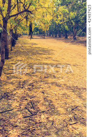 golden shower flower trees day time. 42497425