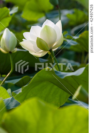 lotus, Lotus, Flower 42497426