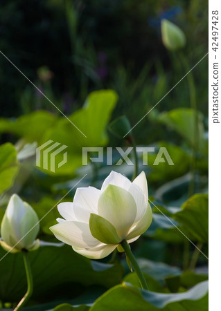 蓮花 花 廠 42497428