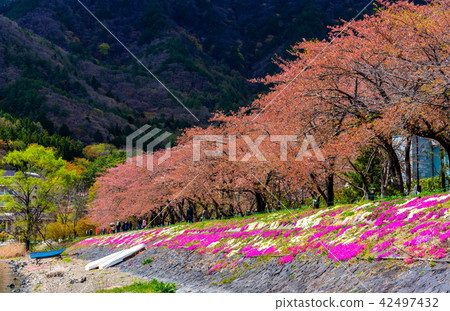 image of Sakura Flower trees rows . image of Sakura Flower trees rows . 42497432