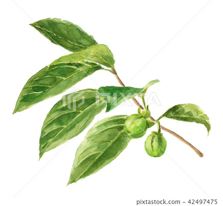 Oyster persimmon leaves with watercolor 42497475