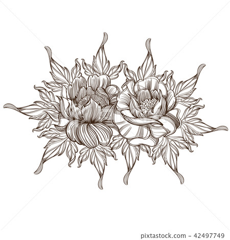 Hand drawn peonies. Sketch style. Floral design element. Hand drawn peonies. Sketch style. Floral design element. 42497749