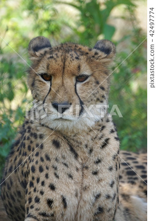 Cheetah 160 Cheetah 160 42497774