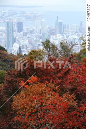 秋天到達神戶藥草園 42497807