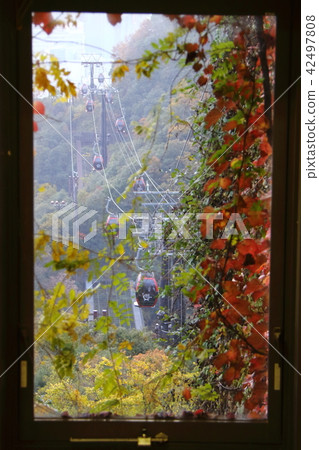 秋天到達神戶藥草園 42497808