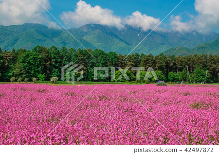 Fukuro Nadeshiko 42497872