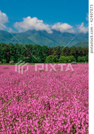 Fukuro Nadeshiko Fukuro Nadeshiko 42497873