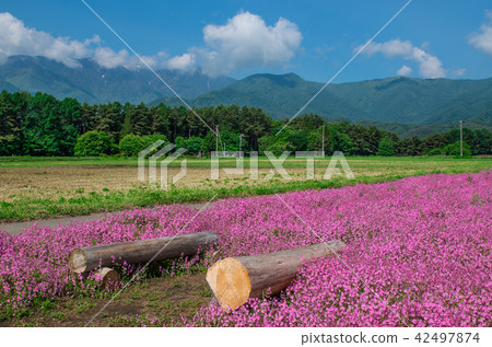 Fukuro Nadeshiko Fukuro Nadeshiko 42497874
