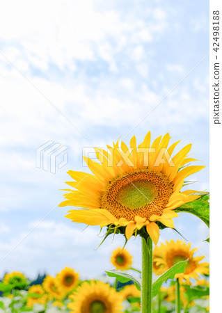 Sunflower (Tsunami Sunflower Square) 42498188