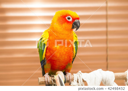 Parrot, sun conure, sitting on the perch 42498432