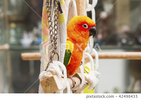 Parrot, sun conure, sitting on the perch 42498433