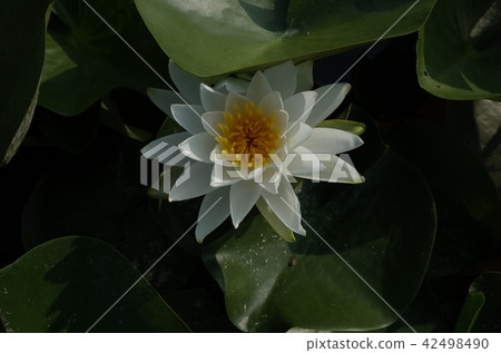 睡蓮鮮花 42498490