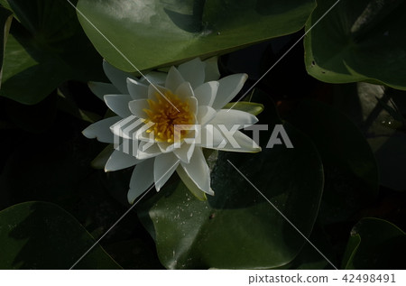 睡蓮鮮花 睡蓮鮮花 42498491