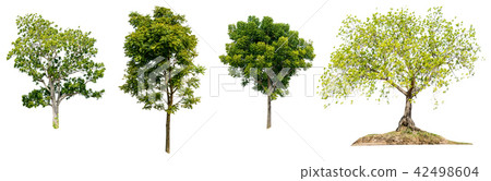 asia tropical neem tree green on white background 42498604