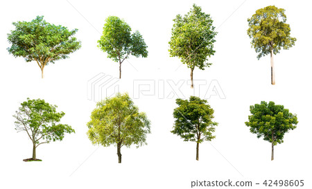 asia tree tropical green on white background 42498605