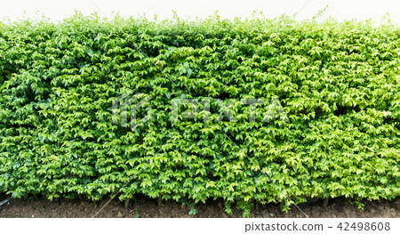 asia tropical graden tree leaf for wall background asia tropical graden tree leaf for wall background 42498608