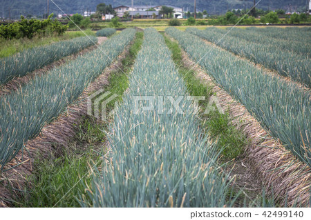 宜蘭三星蔥 宜蘭三星蔥 42499140