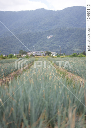 宜蘭三星蔥 42499142