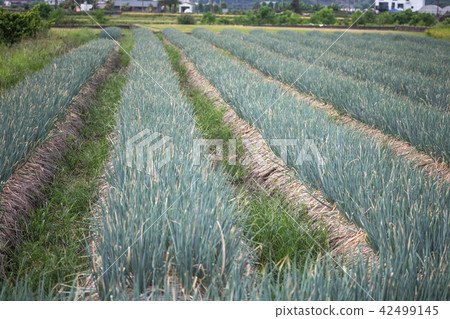 宜蘭三星蔥 42499145